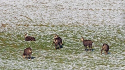 Wildbeobachtung & Grillen
