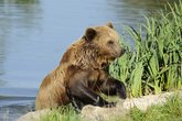 Wildpark Poing - das Naturerlebnis
