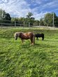 NEU- Ponyspa&szlig; 2 auf dem Hof Burgmann
