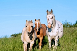 Pony-Erlebnis auf dem Gnadenhof