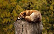  Wildpark Schwarze Berge