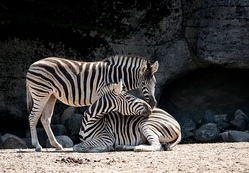 Auf Tour in Landau  - Zoo und mehr
