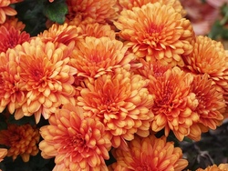 Blumenbinden auf dem Reitsberger Hof - Gesteck II