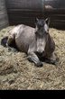 Rund ums Pony/Pferd