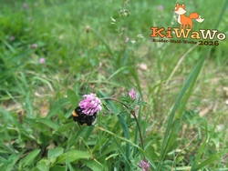 Kinder-Wald-Woche