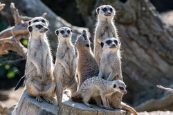 Erdm&auml;nnchen & Co - Wir erkunden den Karlsruher Zoo