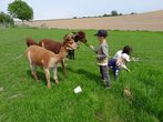 Alpaka-Kuschelzeit + Basteln in der Naturwerkstatt (Kinder ohne Eltern)