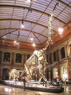Besuch Naturkundemuseum Berlin