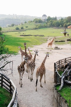Zoo - Emmen