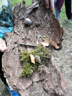 Eltern-mit-Kind-Veranstaltung: Der Sinn des Waldes/ Familien-Wald-Tour (geeignet f&uuml;r Kinder zw. 8 und 11 Jahren)