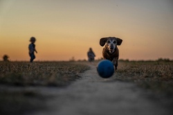 Spiel und Spa&szlig; rund um den Hund 