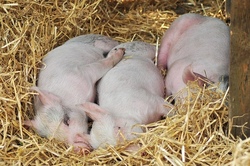 Familienpark Sottrum