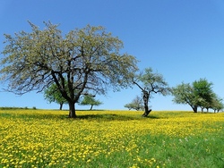 Naturentdecker auf der Streuobstwiese