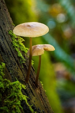 Lebensraum Wald