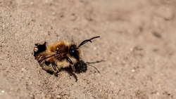 Wir bauen ein Zuhause f&uuml;r Wildbienen