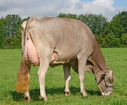 Von der Kuh zur Butter 2