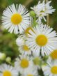 Blumenpresse und Bestimmungsbuch basteln