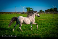 Ferienspa&szlig; rund ums Pony