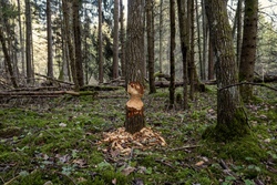 Waldtour in den Gro&szlig;langheimer Wald