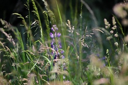Wildkr&auml;uter und Lehmbackofen im Museum Wald und Umwelt