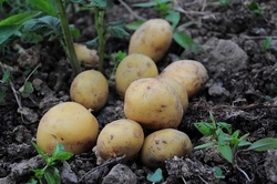 "Tolle Knolle" - wir ernten Kartoffeln