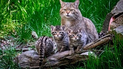 Ein Vormittag mit der Wildkatze 