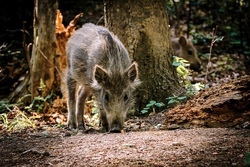 Busreise zum BergTierPark Blindham