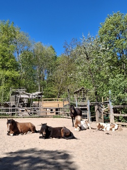 Dein Pferdesommer-Ferientag auf der Jugendfarm Birkach