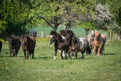 Reiten mit der kfd Ersingen (2)
