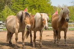 Pferdeerlebnis auf dem Ponyhof Lutz