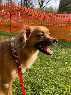 Hunde kennenlernen 1
