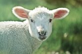 Rund um das Schaf