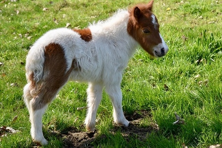 Pony-Minis