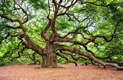 Baum f&uuml;r Baum - unterwegs in Gottes Natur