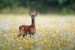 Einen Morgen mit dem J&auml;ger im Wald