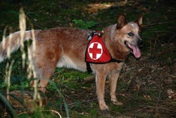Rettungshunde im Einsatz