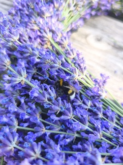 Ein entspannter Nachmittag mit Fee Lavendula