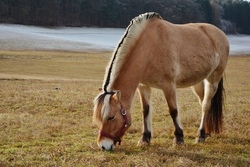 Reiten in M&ouml;dishofen