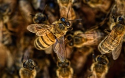 Natur pur, rund um die Honigbiene 