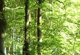 Lebensraum Wald 