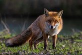 Lernort Natur &ndash; Wo Reh, Fuchs und Wildschwein zuhause sind