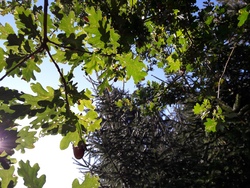 Ein Tag im Wald, Spiele und Tipibau