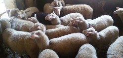 Ein Besuch beim Schafbauern