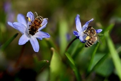 Yoga-Reise zu den Bienen