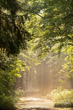 Ein Tag im Wald