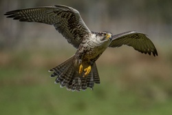 Natur mit anderen Augen sehen - Naturschutz, Wildtiere und Falknerei in Emmering