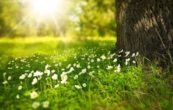 Flower Loop