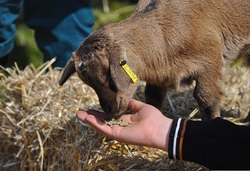 Besuch im Wildpark Schwarzach