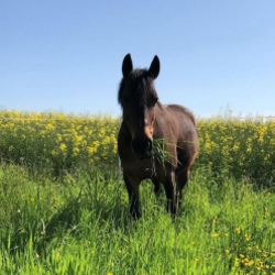 Reiten am Fortberg &ndash; Ponyreiten 5