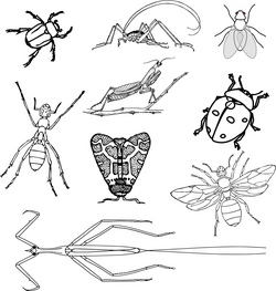 Die wundervolle Welt der Insekten